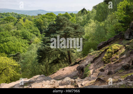 Blick von Alderley Edge, Cheshire, England. Woodland unterhalb der Sandstein-Hänge. Stockfoto