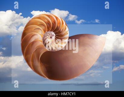 Digital generiert der Shell mit Himmel im Hintergrund Stockfoto
