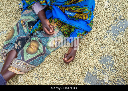 Eine Frau Sorten der Bohnen Kaffee auf dem Trocknen Boden in der Mubuyu Farm Kaffee-Fabrik, Sambia. Stockfoto