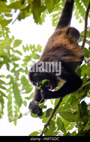 Wilde Brüllaffen (Alouatta Palliata) hängenden Schwanz, für niedrigere hinabreichen verlässt in Guanacaste, Costa Rica Stockfoto