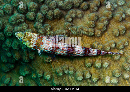 Eine räuberische bunte Eidechsenfisch ruht auf der Oberfläche einer harten Korallen Platte. Stockfoto