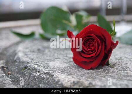 Romantische rote rose liegend auf einem Steintisch Stockfoto