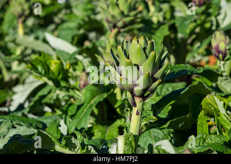 Artischocke (Cynara Scolymus) in DALAT, VIETNAM Stockfoto