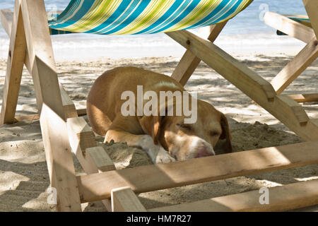 Hund schlafen am Strand, Taganga, Kolumbien Stockfoto