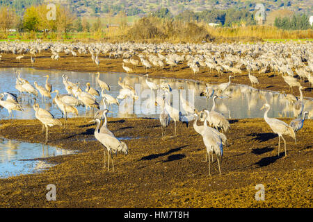 Gemeinsamen Kran Vögel in Agamon Hula Vogel Zuflucht, Hula-Tal, Israel Stockfoto