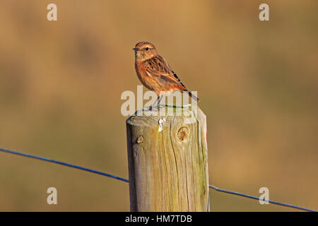 Weibliche Schwarzkehlchen auf einen Zaunpfahl am Minsmere Stockfoto