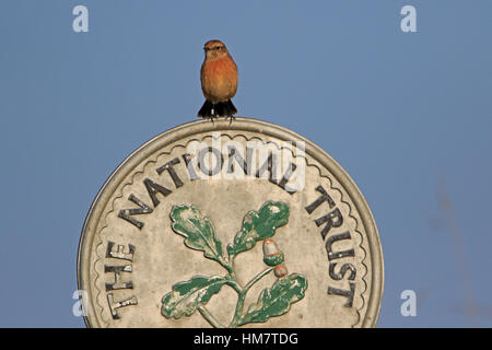 Weibliche Schwarzkehlchen auf National Trust Schild am Minsmere Stockfoto