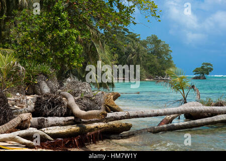 Insel Strand genommen von der Wasseroberfläche mit üppiger tropischer Vegetation, Bocas del Toro, Panama, Karibik, Zapatillas Tasten. Tropischer Strand Insel Stockfoto