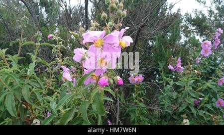rosa farbigen Blume im National Park auf Teneriffa Stockfoto