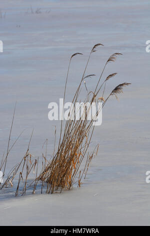 gefrorene Oberfläche des Sees mit ihren hervorstehenden reed Stockfoto