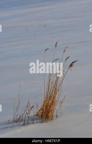 gefrorene Oberfläche des Sees mit ihren hervorstehenden reed Stockfoto