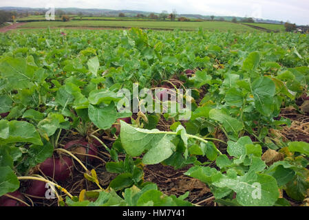 Eine Ernte von Schwede im November Brassica Napus (Napobrassica Group) Stockfoto