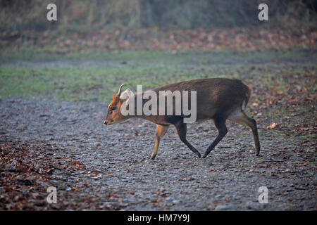 Männliche Reeves Muntjak Hirsch Stockfoto