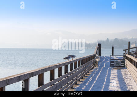 Möwen am See Traunsee in Gmunden, Salzkammergut, Österreich. Stockfoto