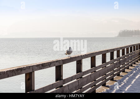 Möwen am See Traunsee in Gmunden, Salzkammergut, Österreich. Stockfoto