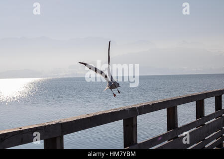 Möwen am See Traunsee in Gmunden, Salzkammergut, Österreich. Stockfoto