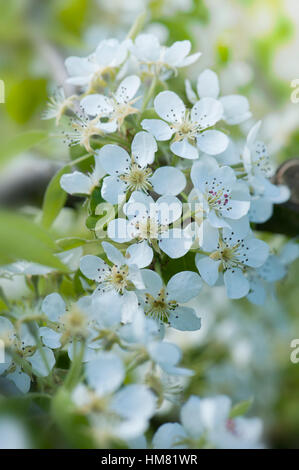 Weiße Blüte des Baumes Comice Birne - Pyrus Communis 'Doyenné du Comice' Frühling Stockfoto