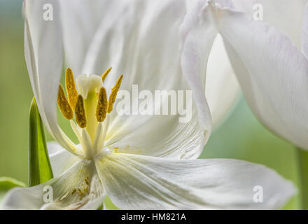 Makro-Bild der weiße Tulpe am Ende seines Lebens. Stockfoto