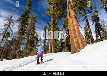 Eine Frau Schneeschuhen auf einem verschneiten Weg neben einem riesigen Redwood-Baum im Kings Canyon National Park. Stockfoto