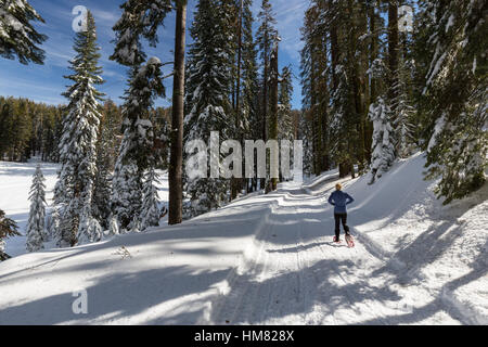 Eine Frau Schneeschuhen auf einem verschneiten Winterwanderweg im Kings Canyon National Park. Stockfoto