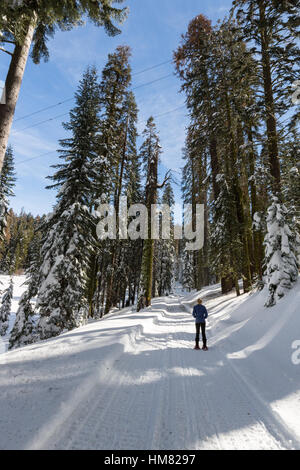 Eine Frau Schneeschuhen auf einem verschneiten Winterwanderweg im Kings Canyon National Park. Stockfoto