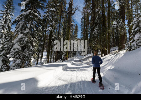 Eine Frau Schneeschuhen auf einem verschneiten Winterwanderweg im Kings Canyon National Park. Stockfoto