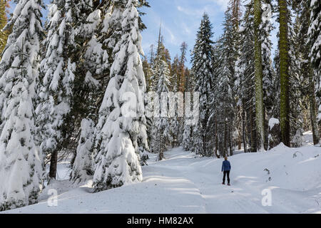 Eine Frau Schneeschuhen auf einem verschneiten Winterwanderweg im Kings Canyon National Park. Stockfoto