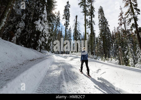 Eine Frau Schneeschuhen auf einem verschneiten Winterwanderweg im Kings Canyon National Park. Stockfoto