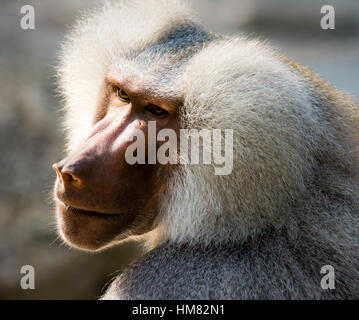 Porträt eines Affen Pavian (Papio Hamadryas) Stockfoto