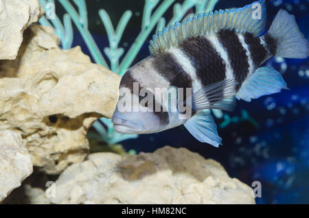 Wunderschöne grau gestreiften Fische im Aquarium, Felsen und Algen. Tiefenschärfe, Platz für Text. Stockfoto