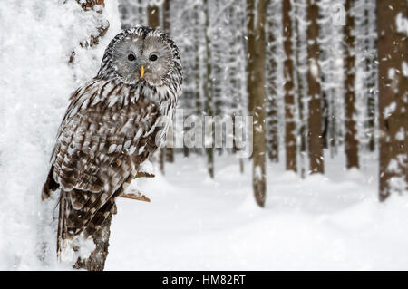 Habichtskauz (Strix Uralensis) thront im Baum im Wald während der Schneedusche im winter Stockfoto