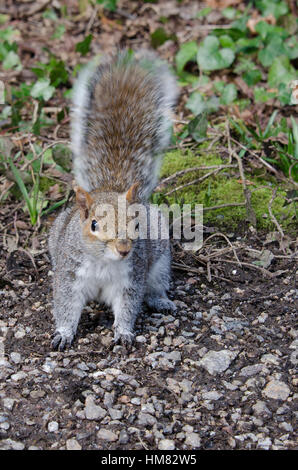 Grauhörnchen auf dem Gelände auf der Suche nach Nahrung Stockfoto