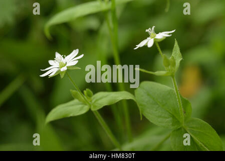 Wasser Vogelmiere, Myosoton aquaticum Stockfoto