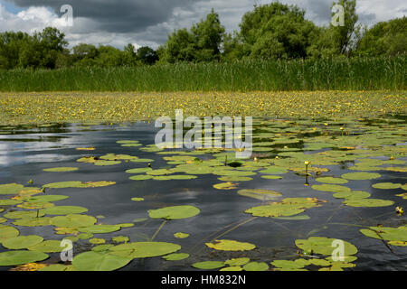 Gelbe Seerose, Teichrosen Lutea und Fringed Seerose, Nymphoides peltata Stockfoto