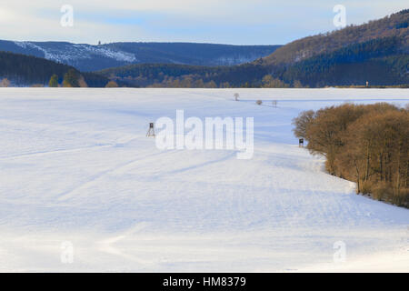 Hirsch steht im deutschen winterliche Landschaft des Sauerlandes, Holthausen, Schmallenberg, Deutschland Stockfoto