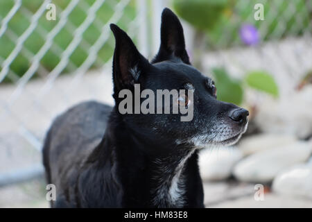 Alert Familienhund, ein Hund bereit, zu gehorchen, in einem umzäunten Hof Stockfoto