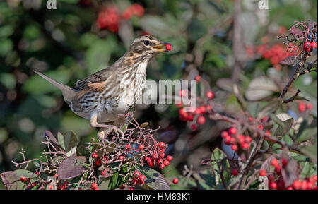 Redwing-Turdus Iliacus ernährt sich von Beeren Zwergmispel. Winter. Stockfoto