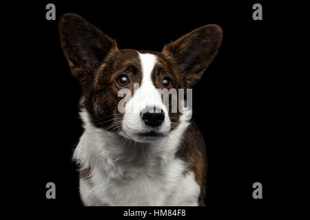 Welsh Corgi Cardigan Hund auf schwarzem Hintergrund isoliert Stockfoto