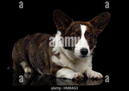 Welsh Corgi Cardigan Hund auf schwarzem Hintergrund isoliert Stockfoto