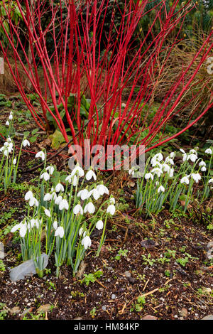 Roten Stielen von Cornus Alba "Sibirica" Kontrast mit den weißen Blüten Galanthus Elwesii in diesem Winter Kombination Einpflanzen Stockfoto