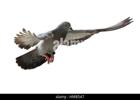 fliegende Taube Vogel isoliert auf weißem Hintergrund Stockfoto