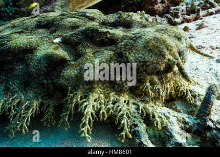 Quasten Wobbegong erkennen Sie leicht an Rande der dermalen Lappen auf den Kopf. Stockfoto