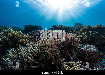 Sonnenstrahlen fallen über eine unberührte Riff Staghorn Korallen und eine weiche Koralle, geformt wie ein Fliegenpilz. Stockfoto