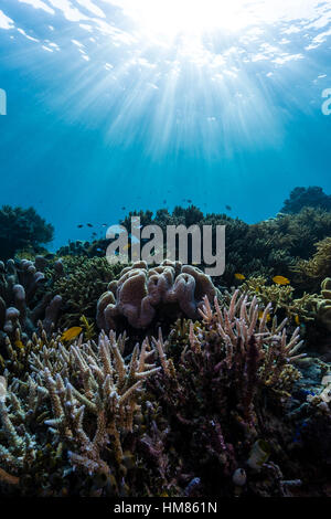 Sonnenstrahlen fallen über eine unberührte Riff Staghorn Korallen und eine weiche Koralle, geformt wie ein Fliegenpilz. Stockfoto