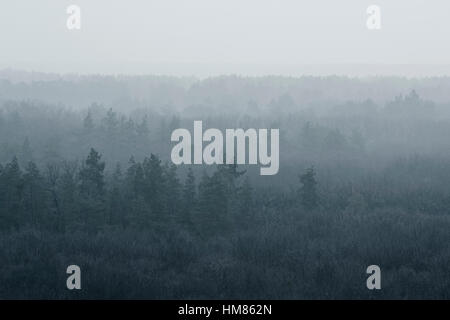 Ukraine, Dnepropetrovsk Region, Novomoskovsk District, Wald im Nebel bedeckt Stockfoto