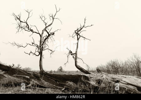 Ukraine, Dnepropetrovsk Region, Novomoskovsk District, Bär Zweige der toter Baum Stockfoto