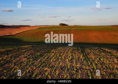 Ukraine, Dnepropetrovsk Region, Novomoskovsk District, Pflanzen wachsen im Feld Stockfoto