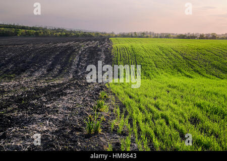 Ukraine, Dnepropetrovsk Region, Novomoskovsk District, landwirtschaftliche Felder Stockfoto