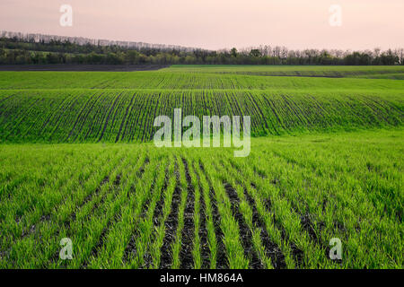 Ukraine, Dnepropetrovsk Region, Novomoskovsk District, Pflanzen wachsen im Feld Stockfoto