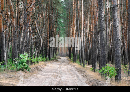 Ukraine, Dnepropetrovsk Region, Novomoskovsk District, unbefestigte Straße im Wald Stockfoto